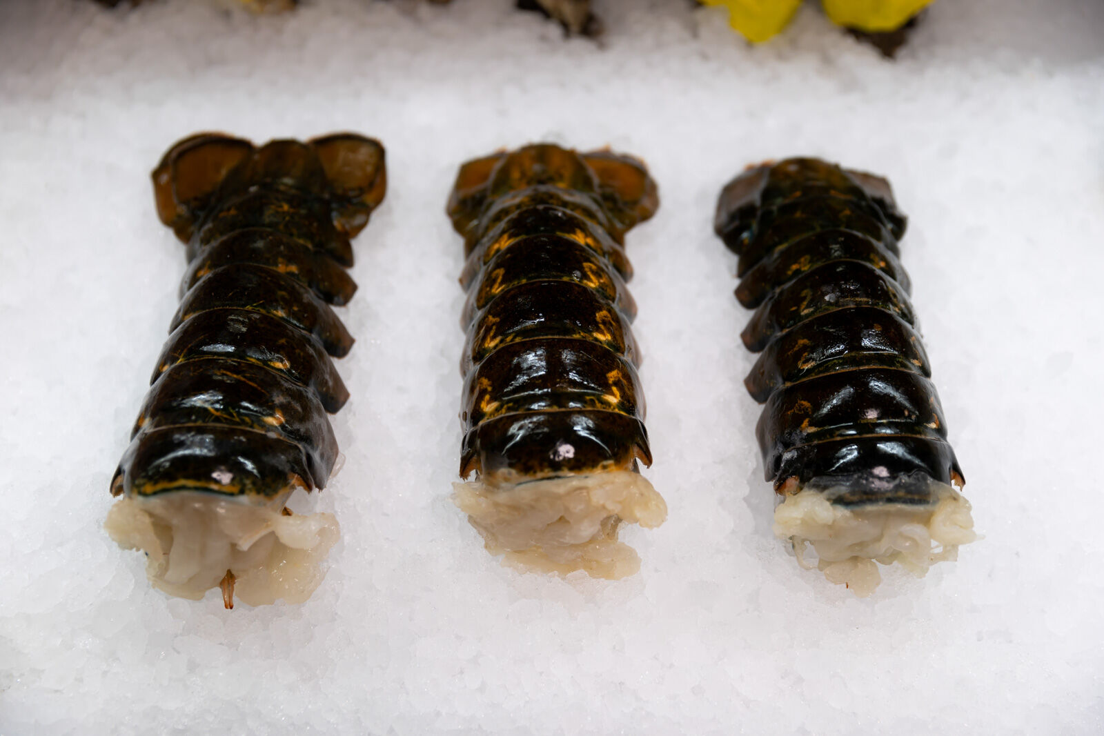 Coral Reef Seafood- Lobster Tail.jpg